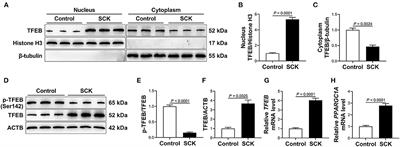 Activation of Transcription Factor EB Is Associated With Adipose Tissue Lipolysis in Dairy Cows With Subclinical Ketosis